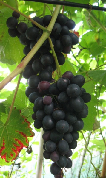 Plik:04082019-BH.JPG