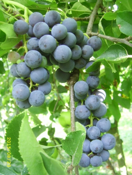 Plik:C3b4d7d070d28acbmed.jpg