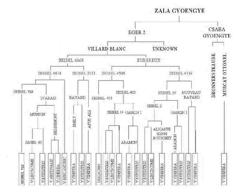 Plik:Zala Gyoengye-drze.jpg