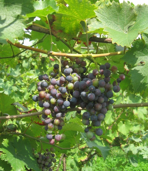 Plik:03082018 Monarch.jpg