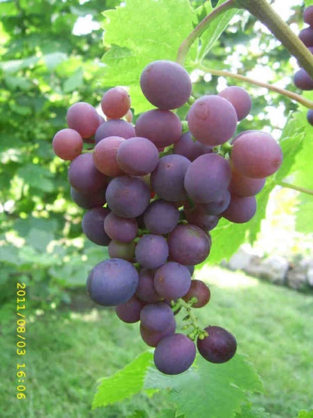 Plik:Muromiec-gr3.jpg