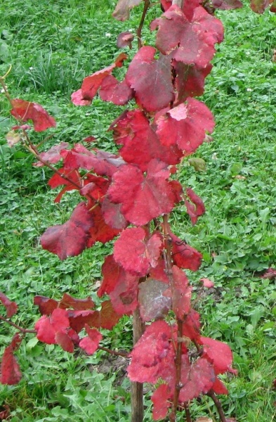 Plik:Alibernet- liście jesienią.jpg