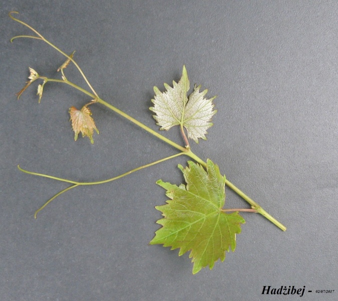 Plik:02072017 Hadżibej-k.JPG