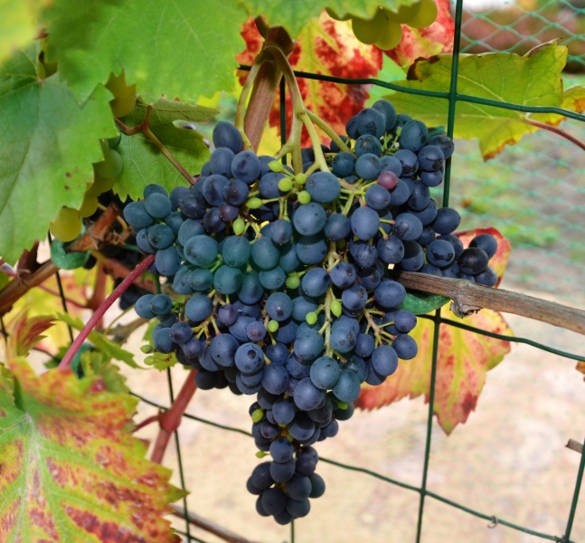 Plik:Krasień grono 1200.JPG