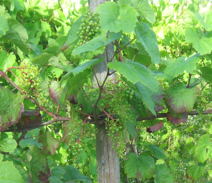 Plik:Roesler 20072022.JPG