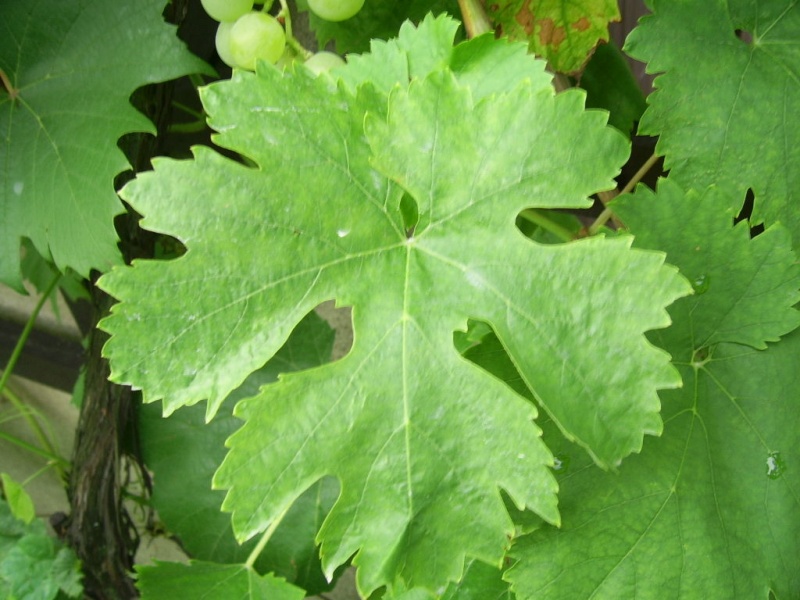 Plik:Wostorg-L1.jpg