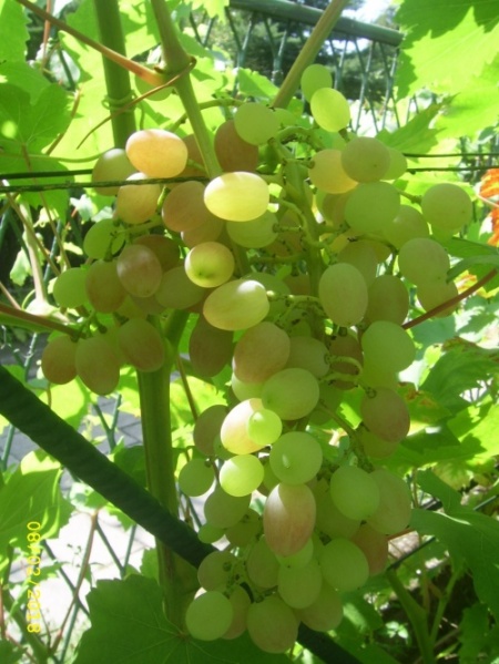 Plik:02082018 KŁ.jpg