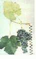 Miniatura wersji z 20:15, 11 gru 2011