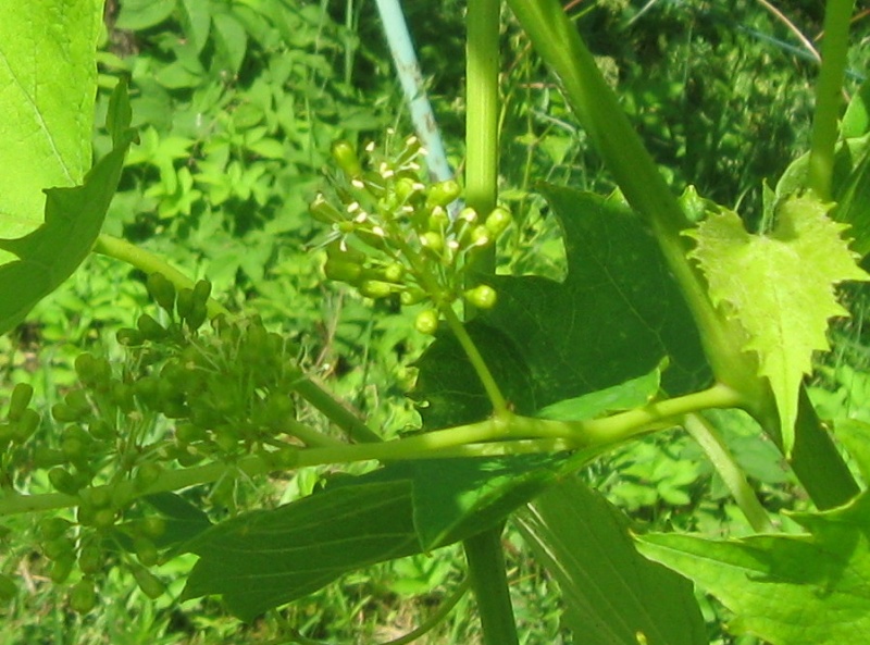 Plik:23062020 Heunisch Weiss kwiatostan.JPG