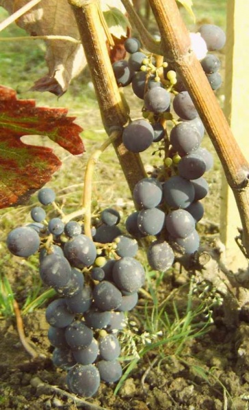 Plik:224 Alden - grono H.Wiercinski.jpg