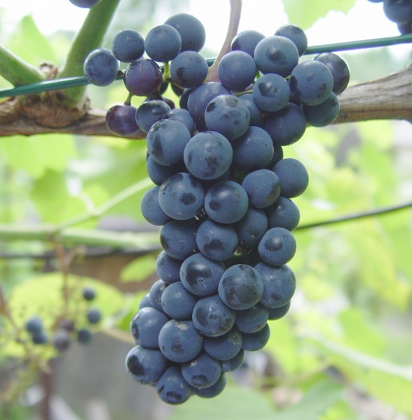 Plik:KR 87-3 Grono.JPG