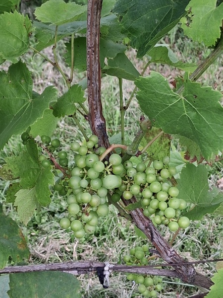 Plik:20250805 Dorsa.jpg