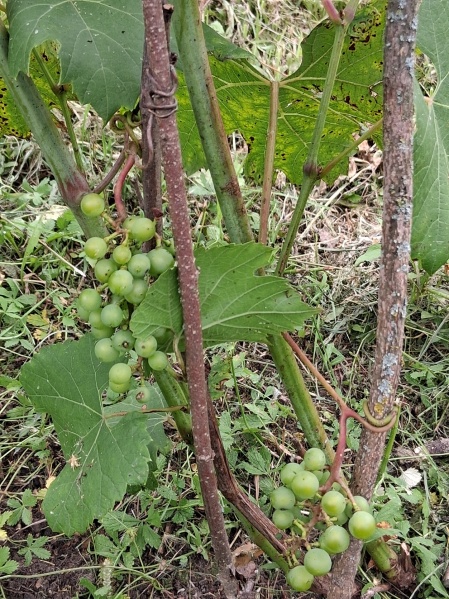 Plik:20250805 Itasca.jpg