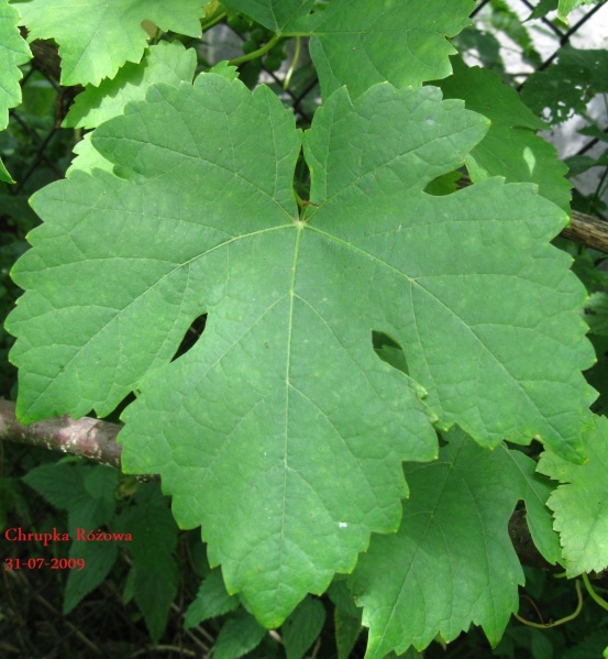Plik:Chrupka R-L1.jpg