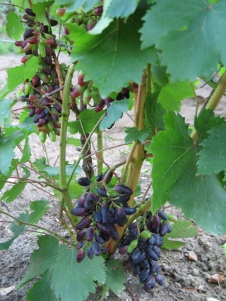 Moskiewski Czarny - grona Foto: Z. Banasiak