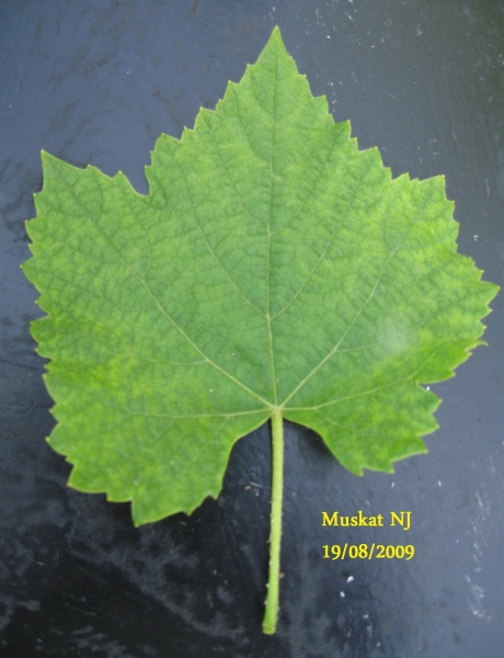 Plik:Muskat NJ-L3.jpg