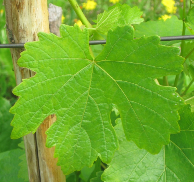 Plik:Sauvitage L 09082022.JPG