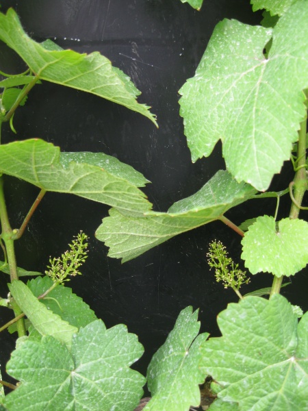 Plik:Tramin-kw2.jpg