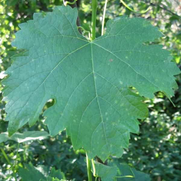 Plik:Merlot-lisc.jpg