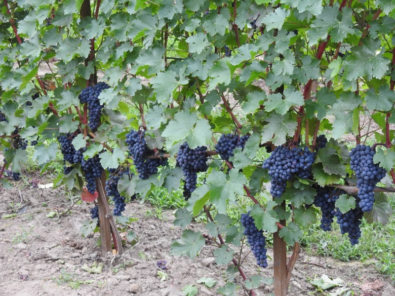 Plik:22072018 Rubinet.jpg