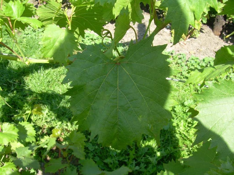 Plik:08.17.2007 Jelena (2).JPG