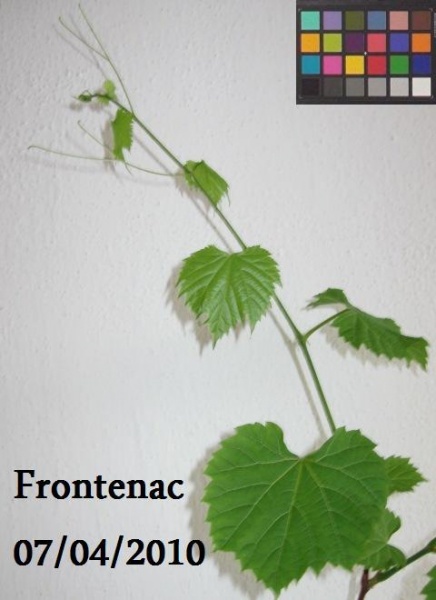 Plik:Frontenac-k2.jpg