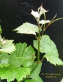 Miniatura wersji z 14:13, 30 maj 2010