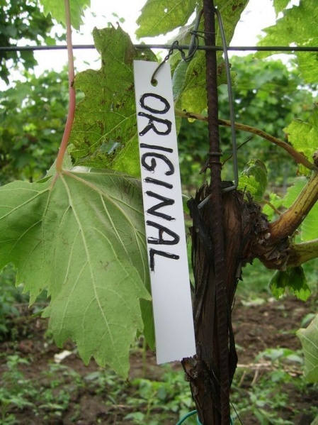 Plik:Oryginał-L2.jpg