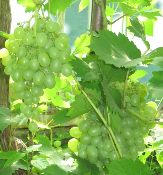 Plik:21072018 Arkadia.jpg