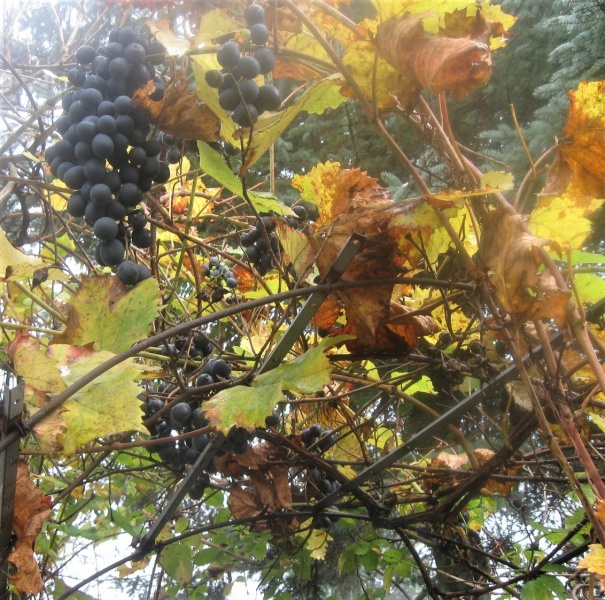 Plik:Szach 06112022.JPG
