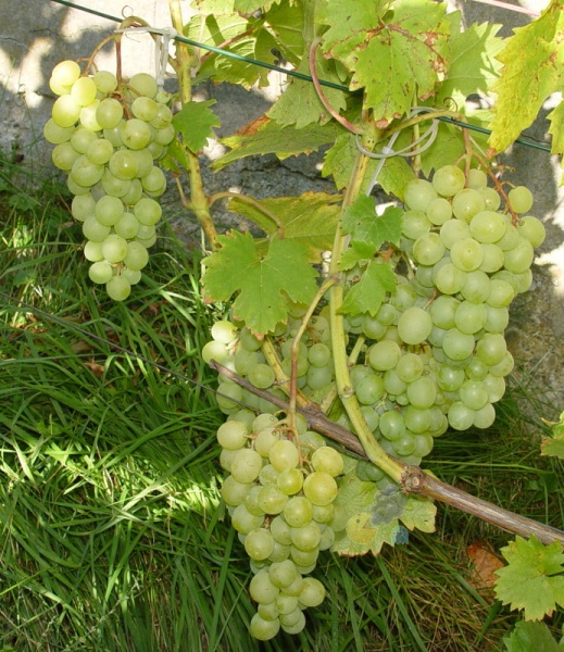 Plik:Frumoasa-grona-GE.jpg