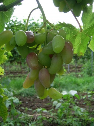 Oryginał - grono - foto: dziadek2