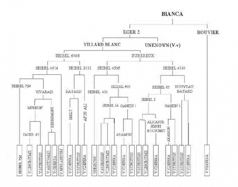 Plik:Bianca-drzewko.jpg