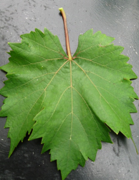 Plik:Medina-L2.jpg