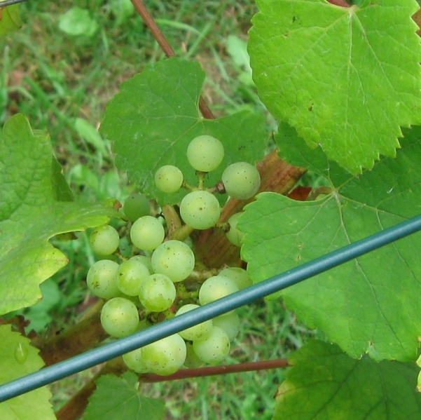 Plik:Chardonnay-gr1.jpg