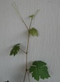 Miniatura wersji z 21:54, 8 lip 2011