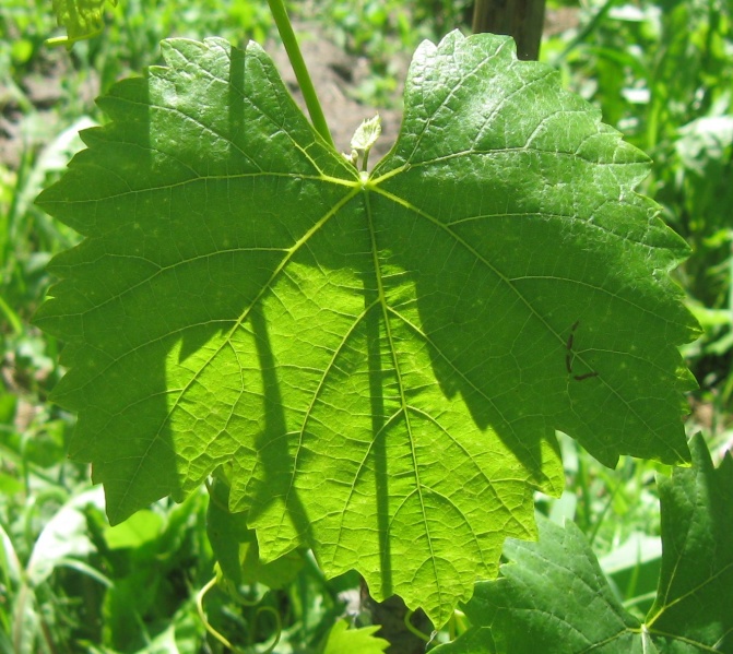 Plik:Feteasca Reg 14072022.JPG