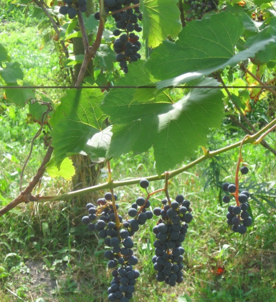 Plik:Joffre 26082022.JPG