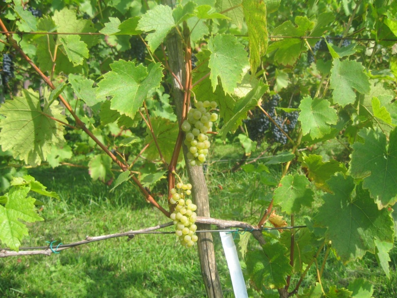 Plik:Sauvitage krz 25082024.JPG