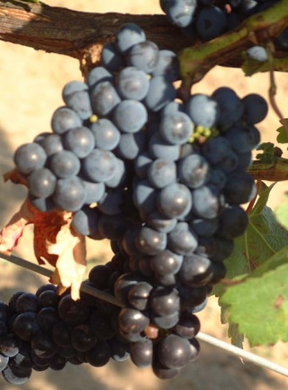 Cabernet Sauvignon - grona, Foto: Grzegorz Nowakowski