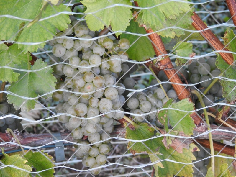 Plik:Sauvignon Maris - grono.jpg