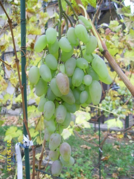 Plik:068b651b0f83f406med.jpg