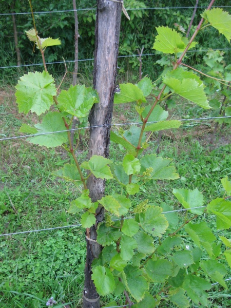Plik:Kazaczka-kw.jpg