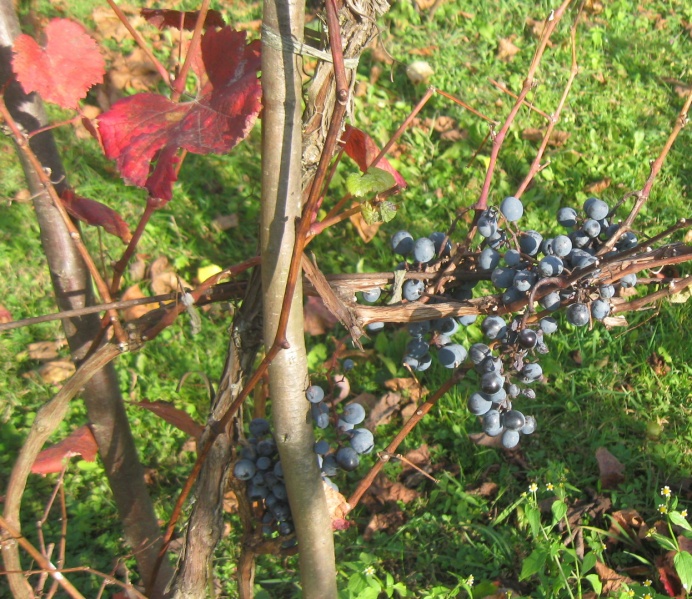 Plik:18102019-Alibernet.jpg