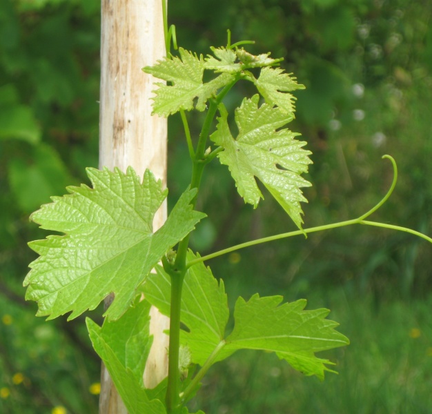 Plik:Sauvitage k 09082022.JPG