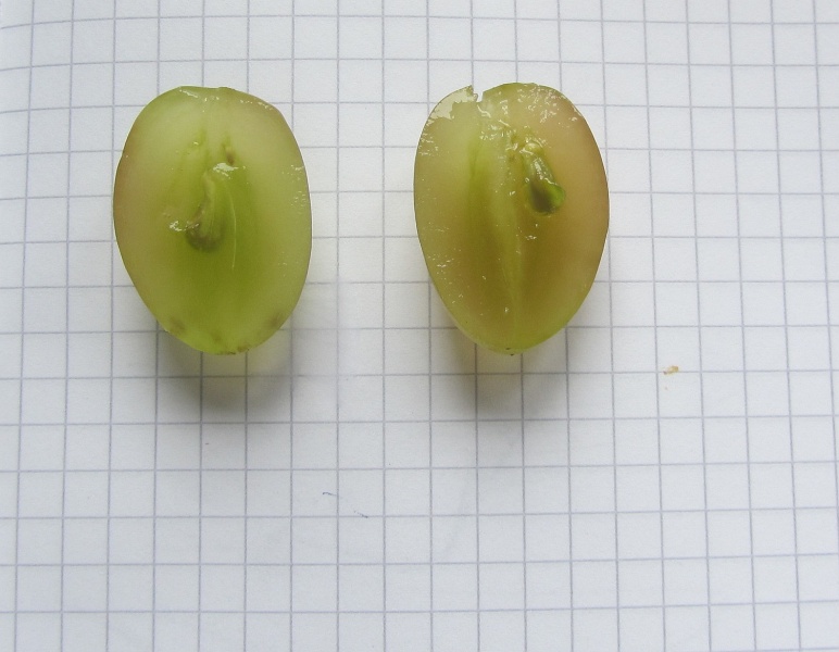 Plik:Timur 30 08 2014.jpg