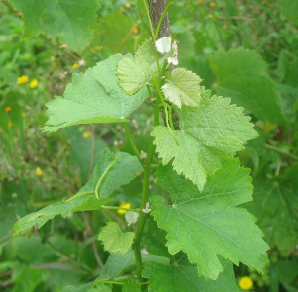 Plik:01082023 Sauvignon.JPG