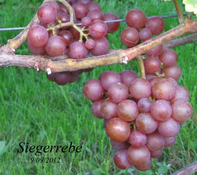 Plik:Sieger-grona1.jpg