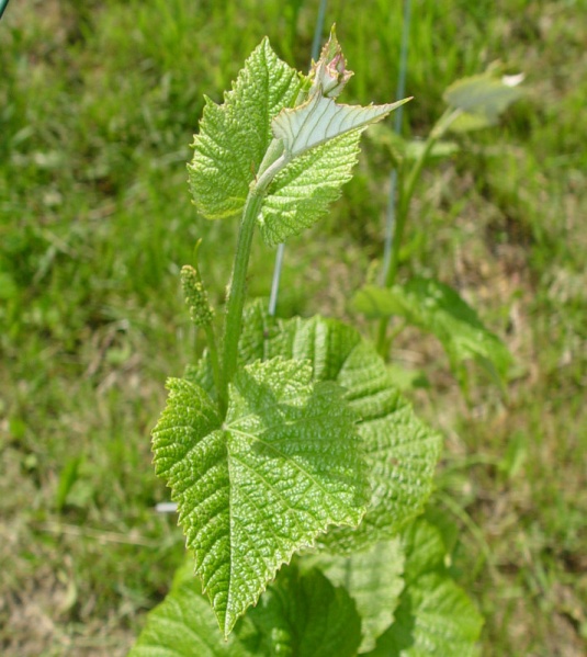 Plik:Venus-koronka-1.jpg