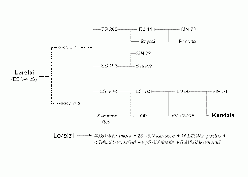 Plik:Lorelei-drz1.gif